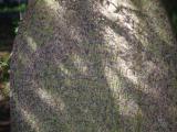 image of grave number 826898
